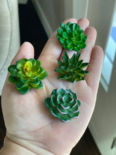 Load image into Gallery viewer, Succulent Refrigerator Magnets - 4 piece set