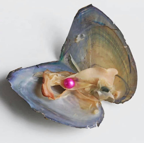 Oyster with freshwater Pearl