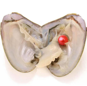 Oyster with freshwater Pearl