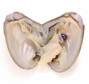 Oyster with freshwater Pearl