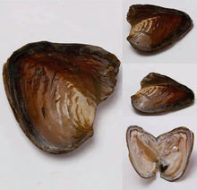 Load image into Gallery viewer, Oyster with freshwater Pearl